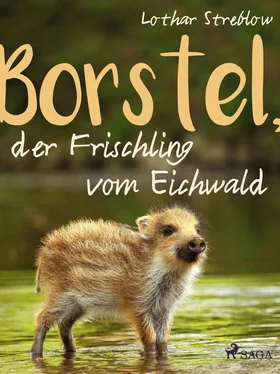 Lothar Streblow Borstel, der Frischling vom Eichwald обложка книги