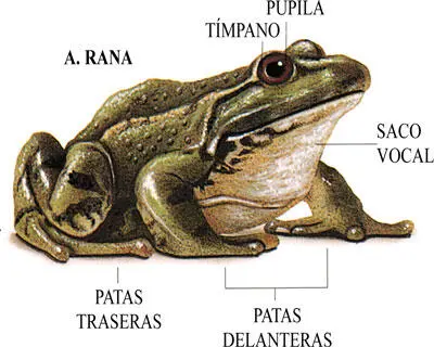 Existen numerosísimas especies de anurosorden al que pertenecen las ranas A - фото 4