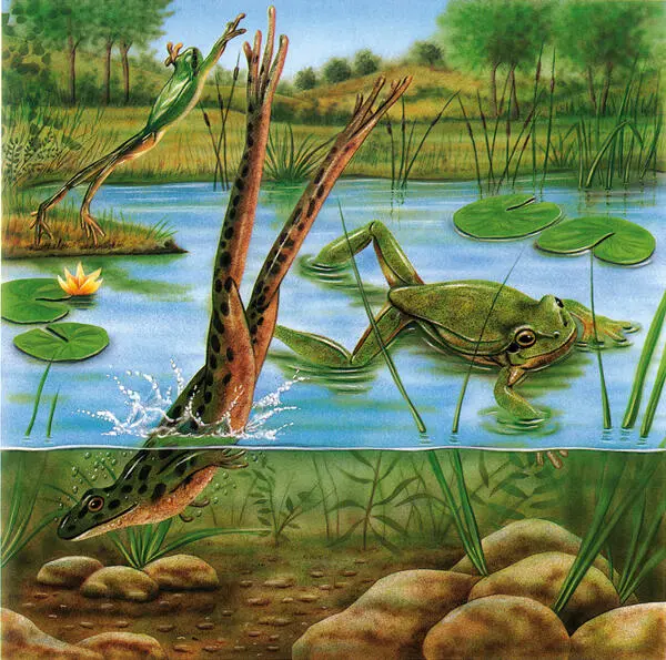 Las charcas son el hábitat de muchas ranas Las puedes ver nadando 1 - фото 11