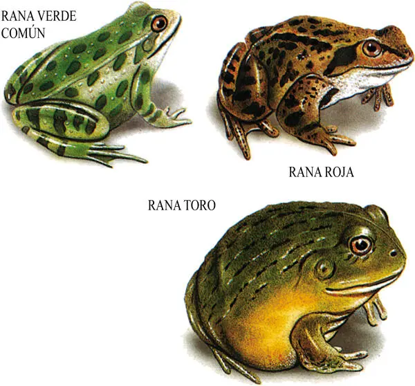 La familia de las ranas engloba una gran variedad de especies ranas verdes - фото 9