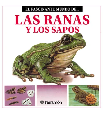 Maira Àngels Julivert Las Ranas y los Sapos обложка книги