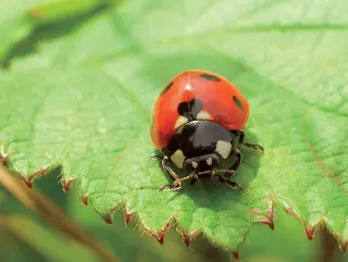 Coccinélido conocido comúnmente por su nombre vulgar mariquita - фото 3