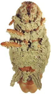 Cucaracha infectada por Metarhizium anisopliae Mosca blanca adulta cubierta - фото 9