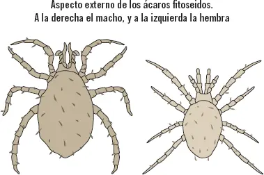 Sabía que Las mariquitas y algunas especies de escarabajos emiten por las - фото 4