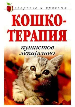 Дарья Нестерова КОШКОТЕРАПИЯ обложка книги