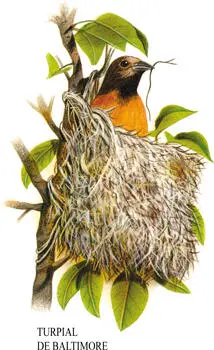 Los nidos del turpial de Baltimore y de la oropéndola son característicos del - фото 5