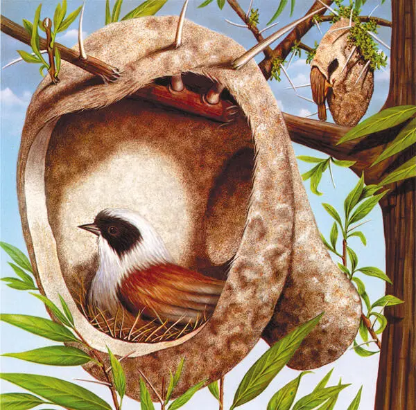 El pájaro moscónconstruye un nido con una única abertura como puedes ver en el - фото 10