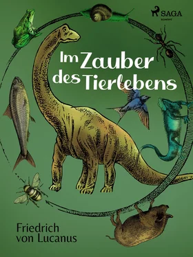 Friedrich von Lucanus Im Zauber des Tierlebens обложка книги