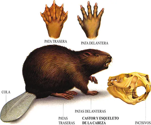 Características anatómicas del castor son la cola que utiliza como timón para - фото 3