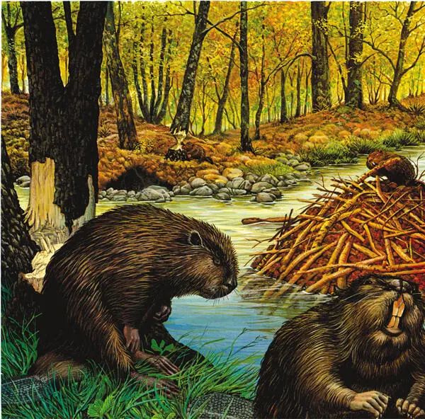 El castor vive a orillas de ríos y lagos y encuentra su hábitat ideal en las - фото 4