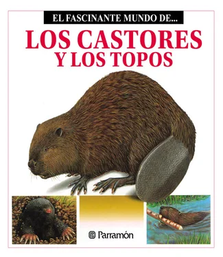 Maira Àngels Julivert Los Castores y los topos обложка книги