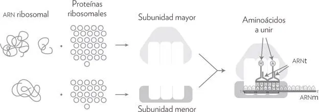 FIGURA 25 Composición de los ribosomas El ribosoma completo tiene medio - фото 10