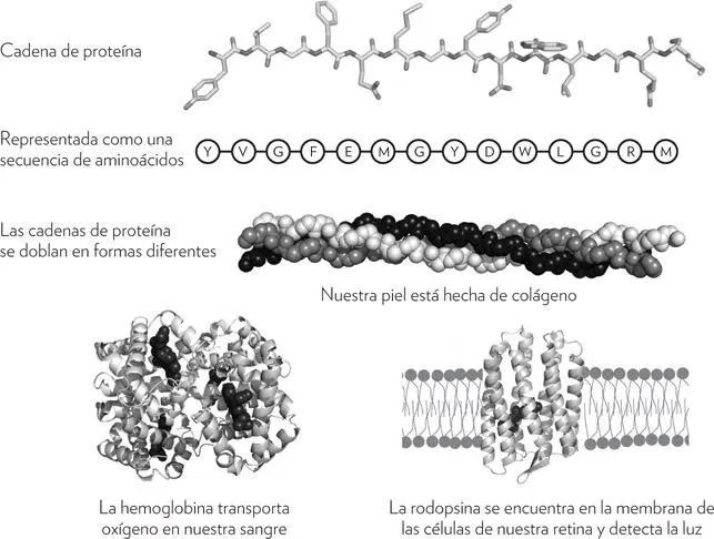FIGURA 22 Proteínas En cada molécula las dos hebras de ADN que se - фото 7