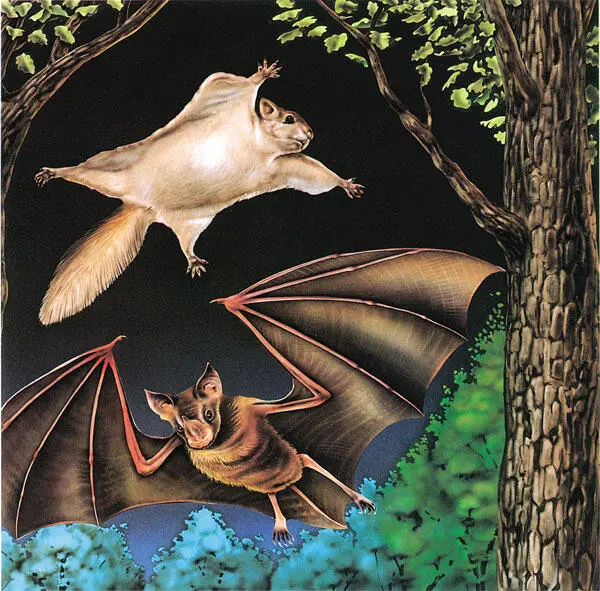 Los murciélagos son los únicos mamíferos adaptados al vuelo Para ello sus - фото 4