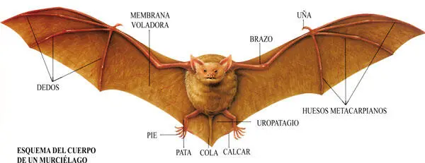 Los murciélagos son los únicos mamíferos adaptados al vuelo - фото 2