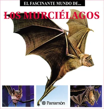 Maira Àngels Julivert Los Murciélagos обложка книги