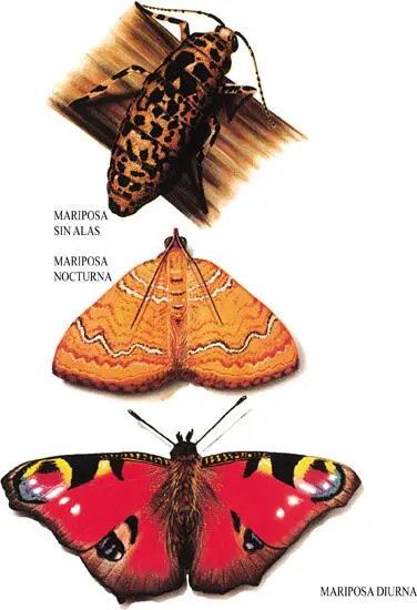 Algunas mariposas como la hembra de la especie Erannia defoliaria no tienen - фото 6