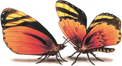 Las Mariposas - изображение 1