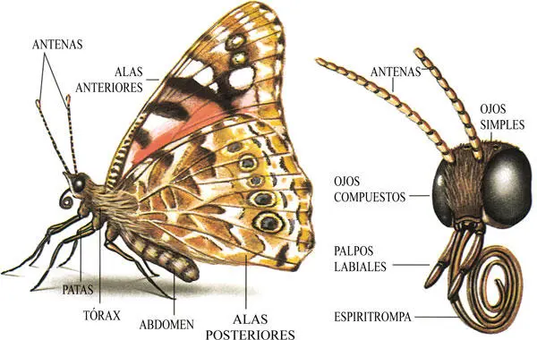 Estructura de una mariposa diurna y detalle de su cabeza Distintos tipos de - фото 3