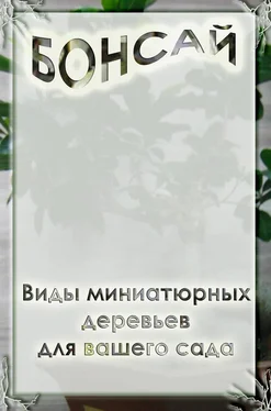 Илья Мельников Виды миниатюрных деревьев для вашего сада обложка книги