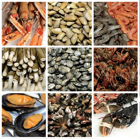 Algunos de los mariscos y moluscos más comerciales En el siguiente cuadro de - фото 18