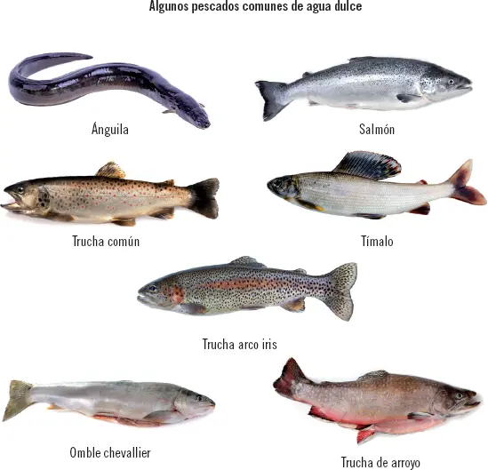 Definición Clupeiforme Orden de peces muy primitivos que se caracterizan por - фото 12