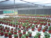 Horticultura forzadaEs un tipo de horticultura intensiva Se obtienen productos - фото 15