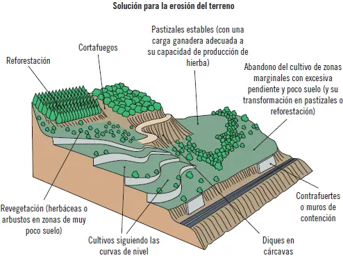 Aire La temperatura del aire es muy significativa en un cultivo cuando esta es - фото 7
