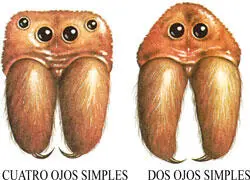 Las arañas poseen ojos simples a través de los cuales sólo distinguen - фото 6