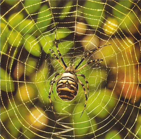 Una araña muy común la araña de jardín sobre su telaraña Las telarañas que - фото 4