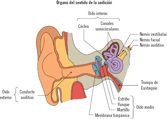5 Medios utilizados en el análisis sensorial de alimentos en hostelería En - фото 13