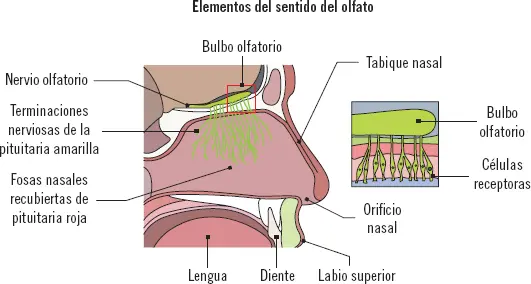 Es un órgano con gran sensibilidad capaz de distinguir de 2000 a 4000 olores - фото 8