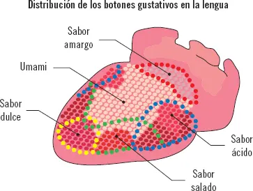 Las sensaciones de agrado o desagrado para soluciones acuosas de los gustos - фото 6