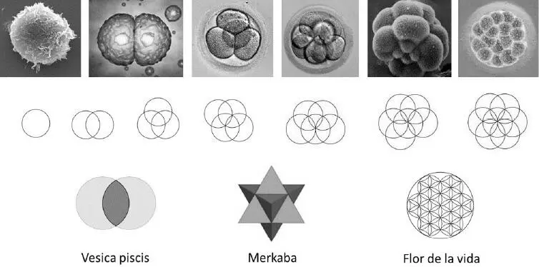Otro ejemplo que confirma que la vida se origina a partir de estructuras muy - фото 2