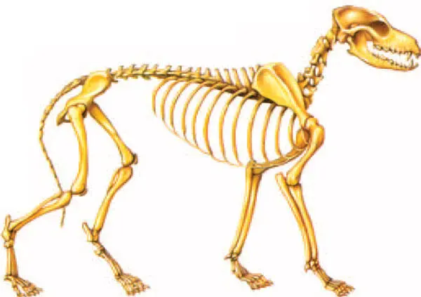 Esqueleto de lobo gris Como la mayoría de carnívoros tiene el cuerpo ágil y - фото 5