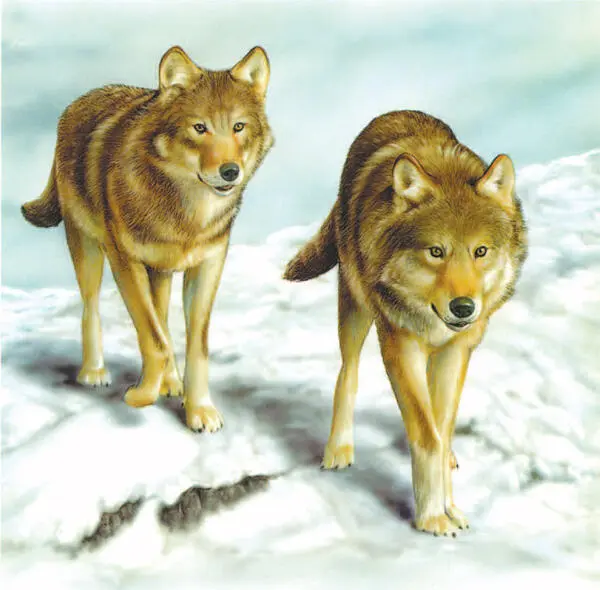 Los lobos tienen las orejas puntiagudas el hocico alargado y el cuerpo - фото 6