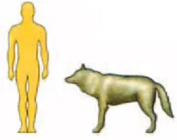 Silueta de un hombre y de un lobo donde puede apreciarse su tamaño - фото 4