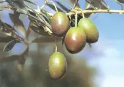 Actividades 3 Según su punto de vista de qué color deberá ser la aceituna - фото 20