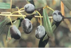 Recuerde La aceituna Cornicabra es de gran tamaño y sus aceites resultan de un - фото 12
