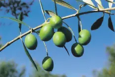 Importante 1 Se dice de una aceituna que es simétrica cuando su forma es - фото 1