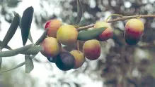 Arbequina 1 Originaria de Cataluña se extiende también por Aragón y Andalucía - фото 3