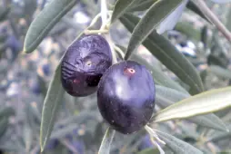 Aceitunas picadas por insectos en mal estado Sabía que Las - фото 64