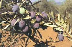 Manzanilla de Sevilla 1 Sevilla Huelva y Badajoz 2 Se cultiva para su consumo - фото 18
