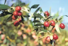 Sabía que Las aceitunas de variedad Aloreña en la provincia de Málaga se - фото 5