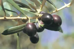 Actividades 4 Citar alguna variedad típica del campo catalán 5 Cuál es la - фото 29