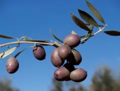 Chorrúo 1 Zona de la Subbética cordobesa 2 Excelente aceite 3 Tamaño medio - фото 41
