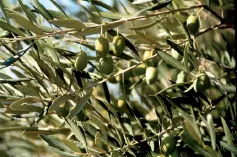 Arbosana 1 Originaria del Penedés Cataluña puede encontrarse por todo el - фото 39