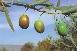 Manzanilla prieta 1 Sierras de Huelva y Sevilla 2 Fruto de doble aptitud 3 - фото 33