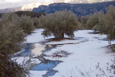Fuerte granizada sobre el olivar con consecuencias muy graves Nota Los - фото 52