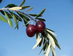 Cornezuelo 1 Jaén Granada y Subbética cordobesa 2 Aceituna de doble aptitud - фото 42